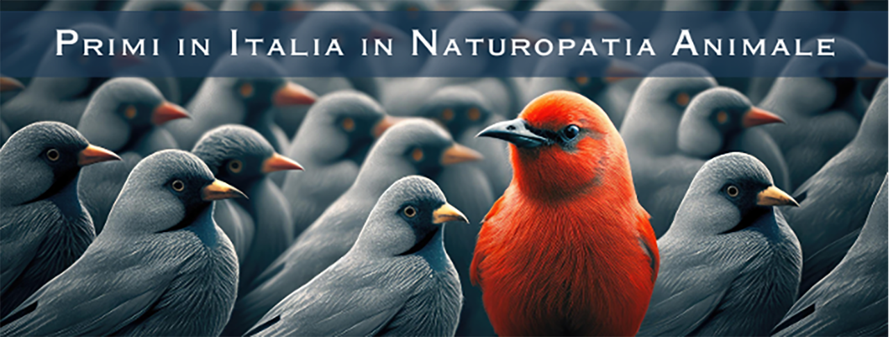 il fauno controcorrente