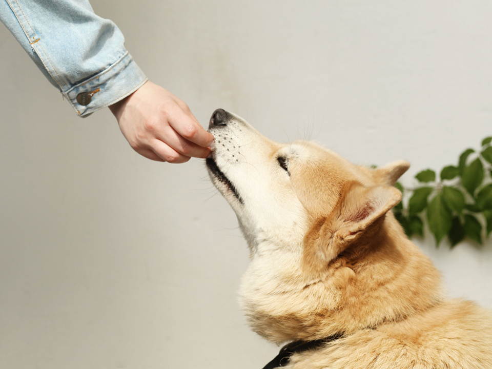 Fobie del cane