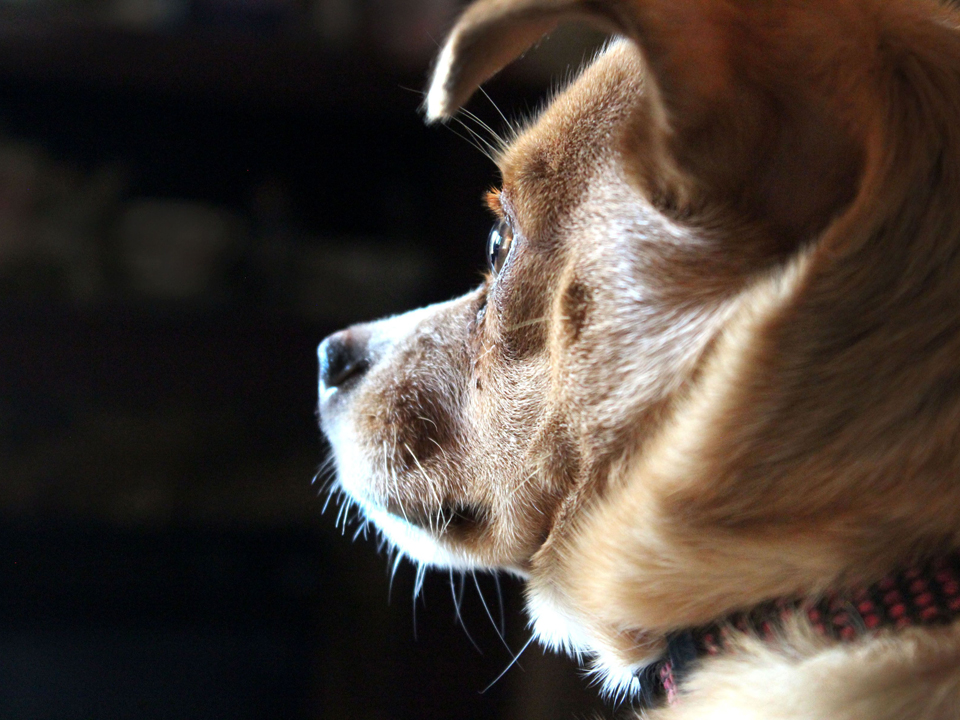 Fobie del cane