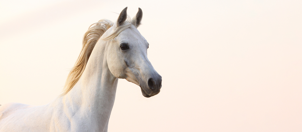 ISTITUTO FAUNO | ANATOMIA FISIOLOGIA PATOLOGIA CAVALLO