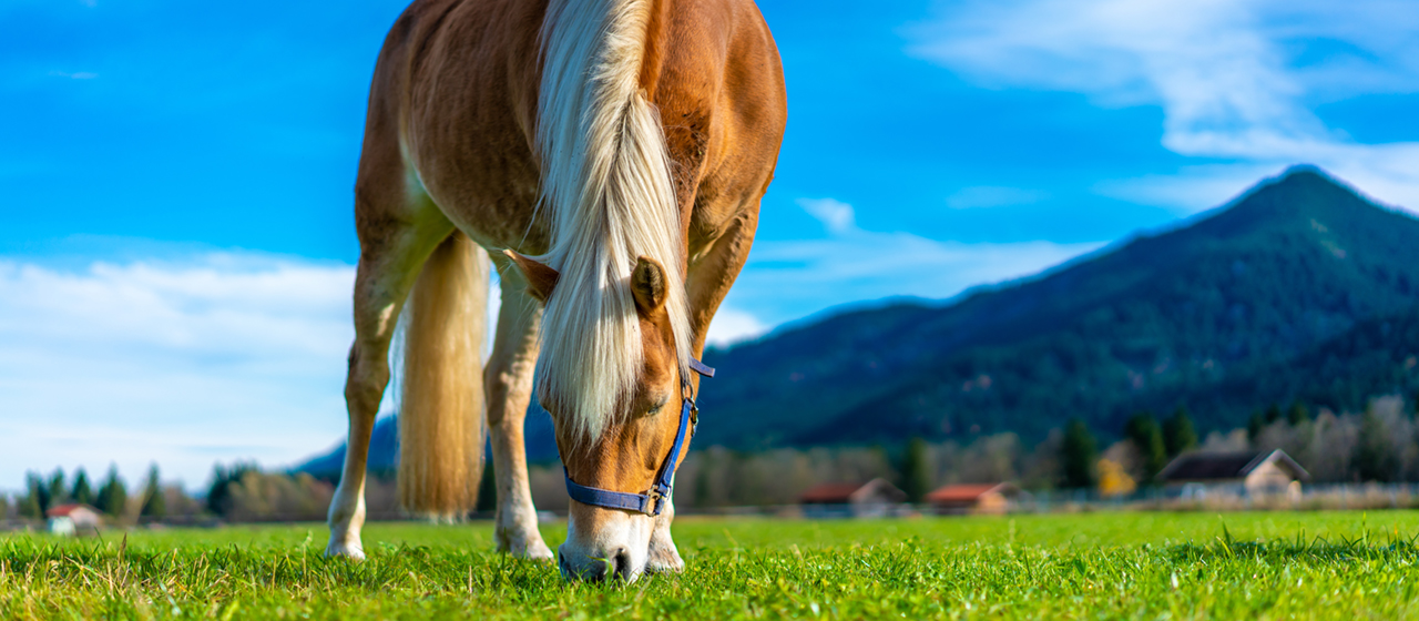 ISTITUTO FAUNO | ALIMENTAZIONE NATURALE CAVALLO