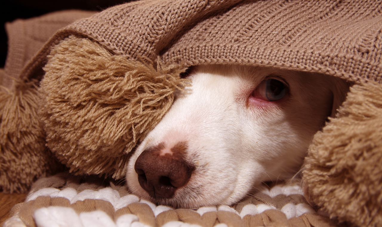 ISTITUTO FAUNO | STRATEGIE DETOX