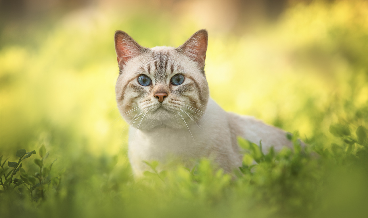 ISTITUTO FAUNO | SOSTEGNO RENALE