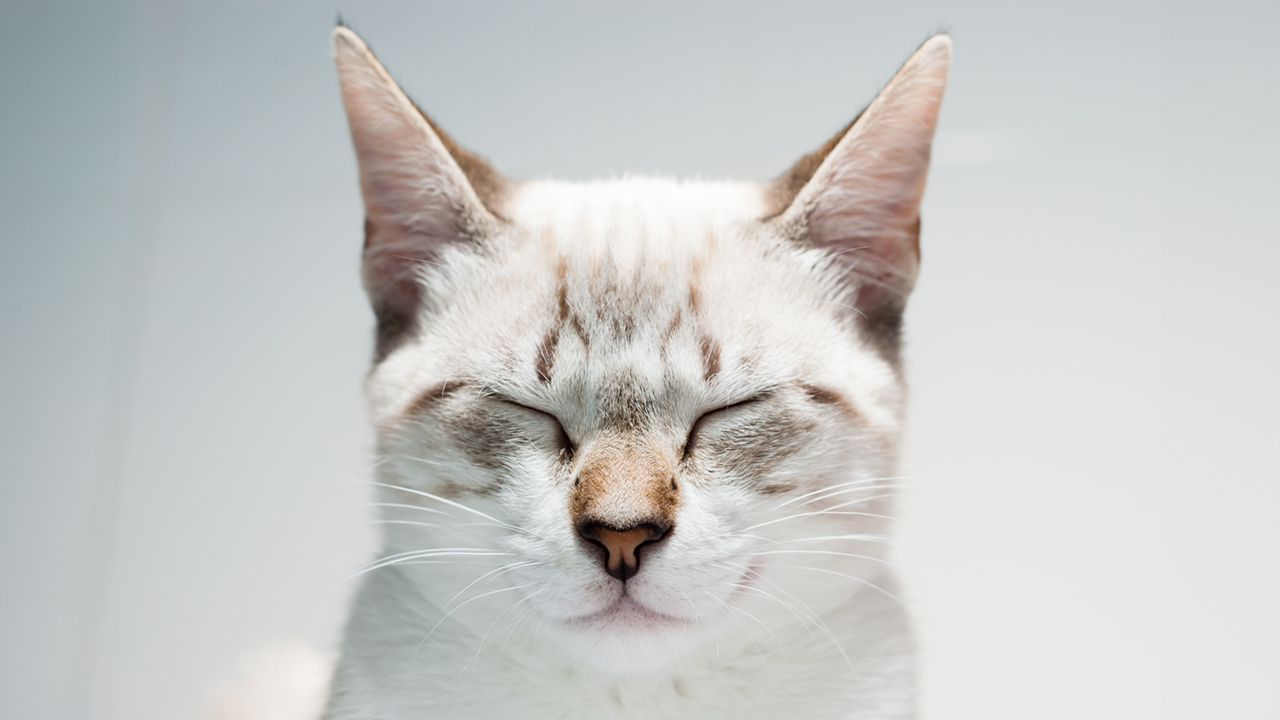 ISTITUTO FAUNO | MEDICINA TRADIZIONALE CINESE 1