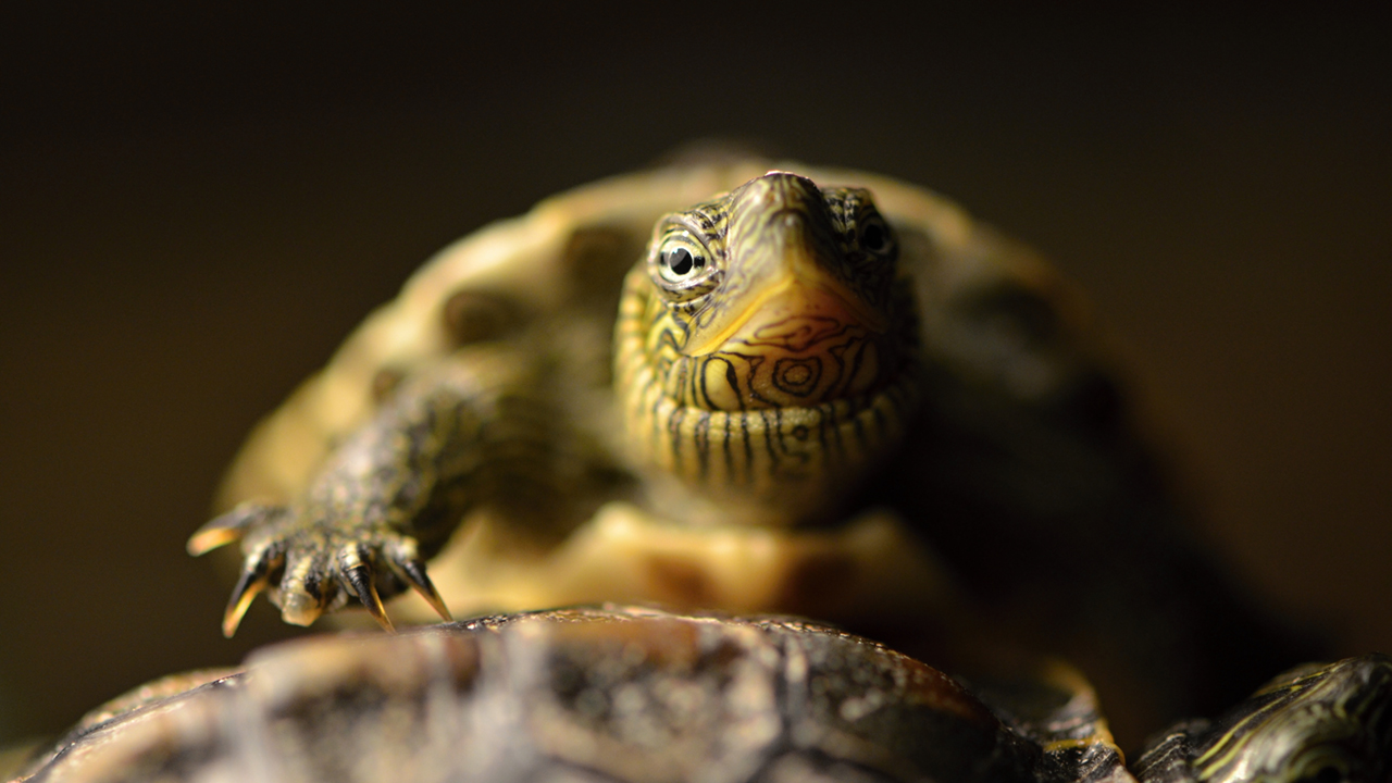 ISTITUTO FAUNO | MEDICINA TRADIZIONALE CINESE 2