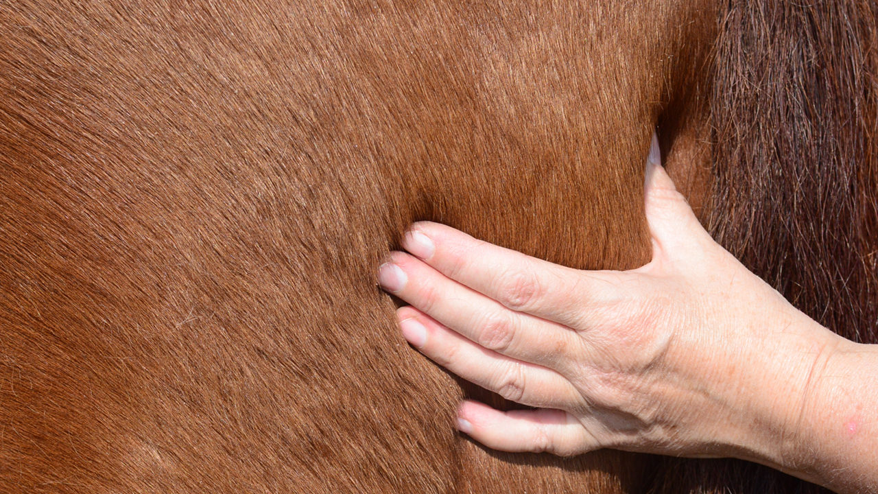 ISTITUTO FAUNO | MEDICINA TRADIZIONALE CINESE 3