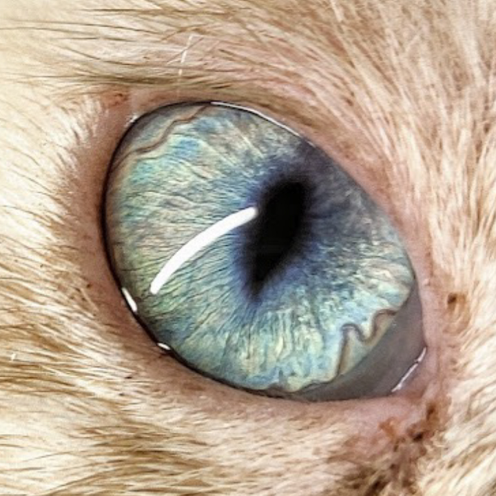 ISTITUTO FAUNO | IRIDOLOGIA ANIMALE