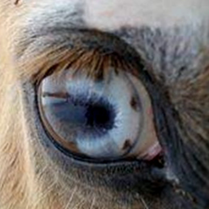 ISTITUTO FAUNO | IRIDOLOGIA ANIMALE