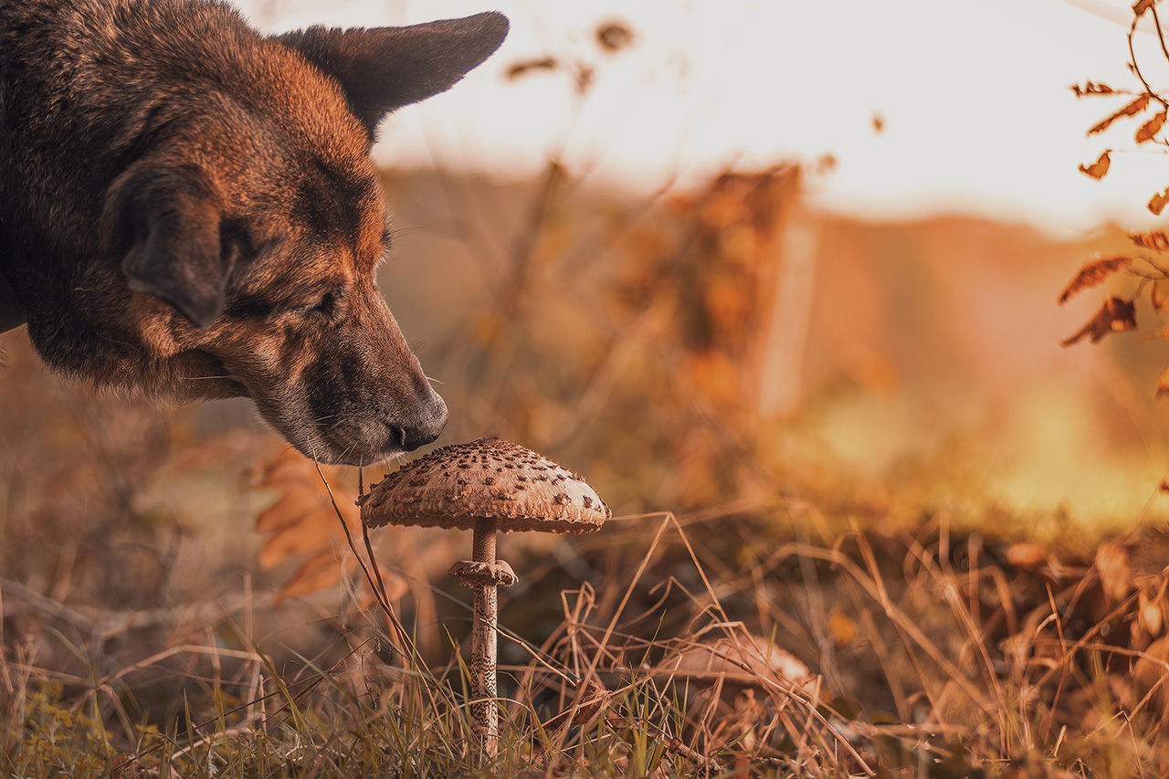 ISTITUTO FAUNO | MICOTERAPIA ANIMALE