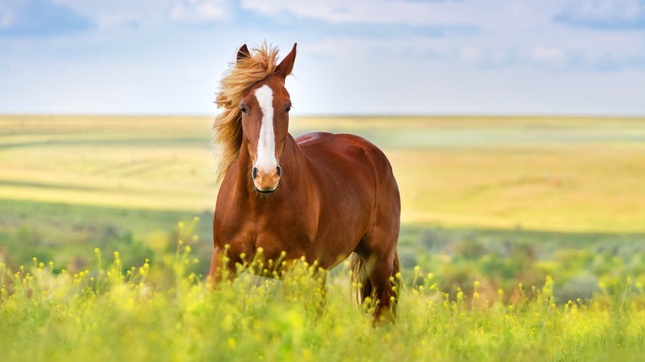 ISTITUTO FAUNO | ALIMENTAZIONE CAVALLO