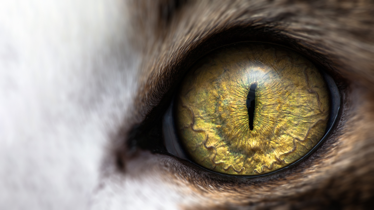 Closeup of cat eye