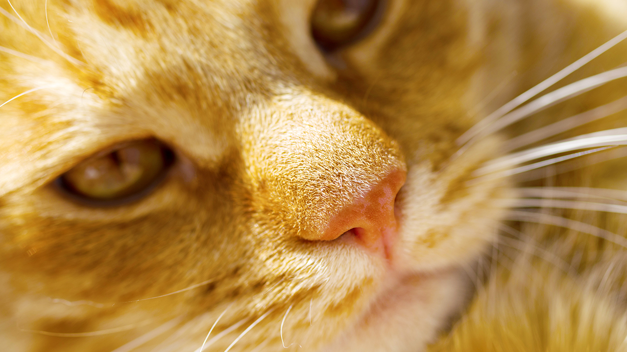 ISTITUTO FAUNO | MICROBIOTA, EMOZIONI E CERVELLO