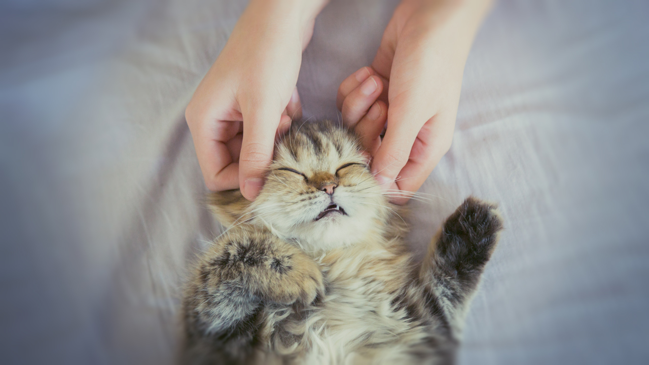 ISTITUTO FAUNO | OPERATORE TUINA